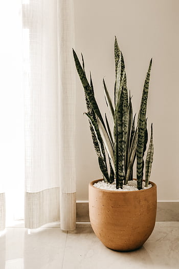 A Sansevieria plant in a terracotta pot beside a sunlit curtain, creating a serene indoor atmosphere. HD phone wallpaper