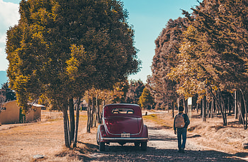 Trees, Cars, Car, Back View, Rear View HD wallpaper