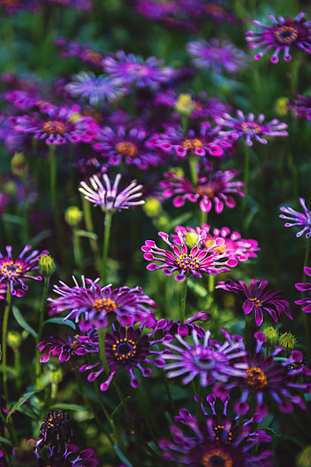 Flowers, Bloom, Flowering, Flower Bed, Flowerbed, Osteospermum HD phone wallpaper