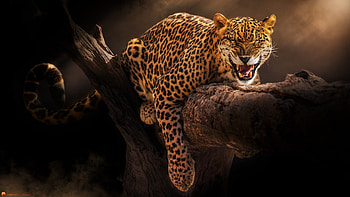 Jaguar, animal, cat, paw HD wallpaper