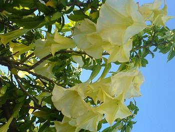 floripondio1, yellow, green, nature, flowers, forest HD wallpaper