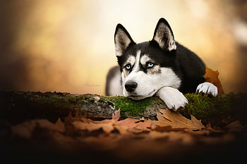Autumn leaves, Siberian Huskies HD wallpaper