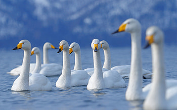 Animals, Birds, Flock, To Swim, Swim, Swan HD wallpaper
