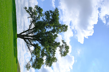 Nature, Grass, Horizon, Wood, Tree, Branches HD wallpaper