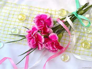 Plants, Flowers, Carnations HD wallpaper