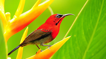 Crimson sunbird, Birds HD wallpaper
