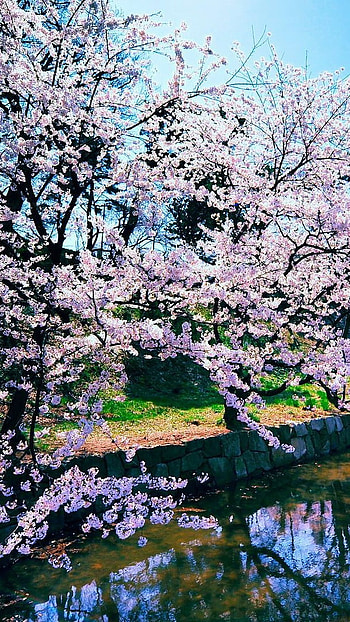 Cherry blossom lake, lake, pink, flower, japan, nature HD phone wallpaper