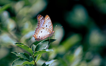Nymphalidae Butterfly, animal, nymphalidae, butterfly, insect HD wallpaper