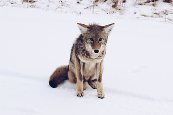 Animals, Snow, Predator, Grey Fox, Gray Fox HD wallpaper