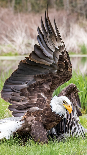 Eagle, Royal, Royal Eagle HD phone wallpaper