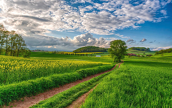 Field, nature, grass, tree, lush, path, country, beauty, summer, rural, fields, clouds HD wallpaper