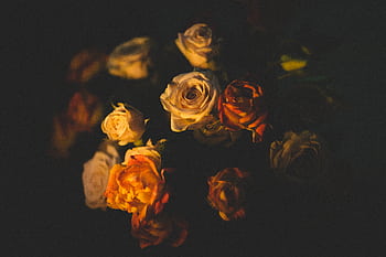 A dark and dramatic floral arrangement with various colored roses in a dim setting. HD wallpaper