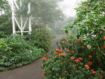 Into The Garden, pathway, sky, flowers, plants HD wallpaper