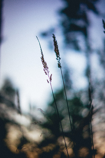 Grass, Macro, Blur, Smooth, Ears, Spikes HD phone wallpaper