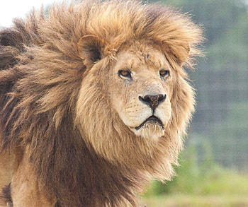 Animals, Lion, Sight, Opinion, Mane, Anger HD wallpaper