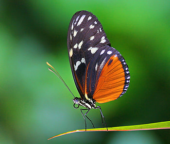 Golden Helicon, white, black, butterfly, green stem, orange HD wallpaper