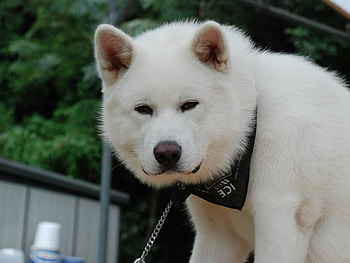 Animals, Dog, Muzzle, Sight, Opinion, Akita Inu HD wallpaper