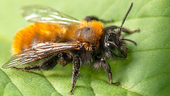 High-quality , Insect graphy, Detailed shots HD wallpaper