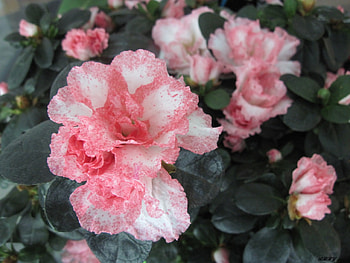 A pink flowers, pink, white, graphy, green, flowers HD wallpaper