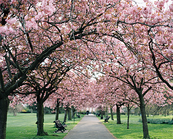 Cherry Blossom, , Park HD wallpaper