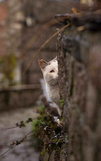 Animals, Cat, Blur, Smooth, Hide, Peek Out, Look Out HD phone wallpaper