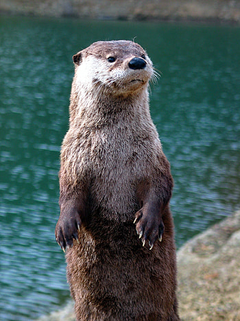 Otter , Animal HQ, , Stunning backgrounds HD phone wallpaper
