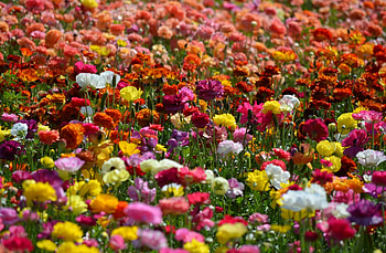 Flowers, Bright, Lot, Ranunculus, Ranunkulus, Different HD wallpaper