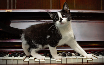 Cat, piano, keyboard, animals HD wallpaper