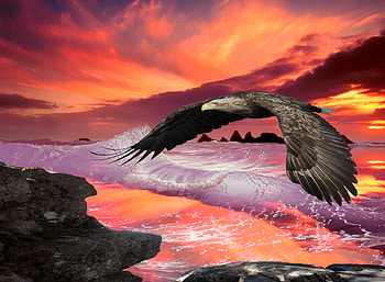 An Eagle In Flight., shore, birds, animials, reflection, eagle, flight, rocks, sunset HD wallpaper