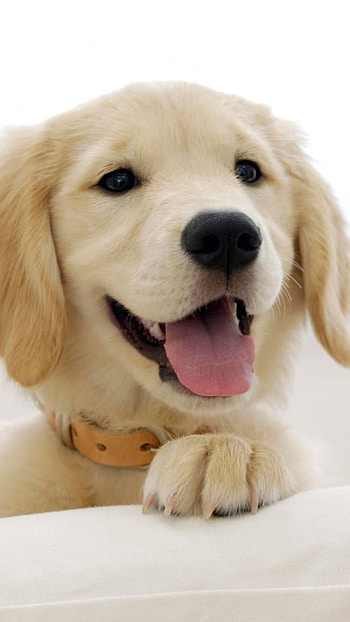 Animal, golden retriever HD phone wallpaper