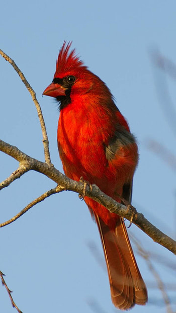 Male Cardinal, branch, bird, Animal HD phone wallpaper