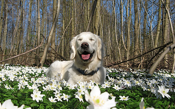 Animals, Dogs HD wallpaper