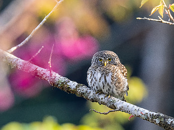 Stunning Owl Portrait – Nature’s Night Guardian, Animal, owl HD wallpaper
