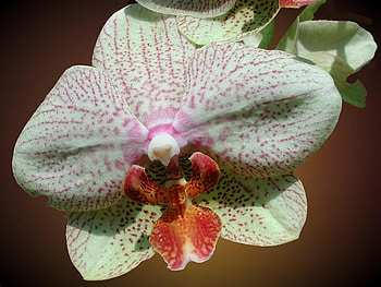 Pink & White Orchid, orchid, pink, white, flower HD wallpaper