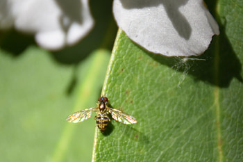 Close-up, Bee, Insect, Macro HD wallpaper