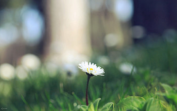 Grass, Flower, Macro, Sprout HD wallpaper