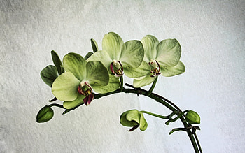 Plants, Flowers HD wallpaper