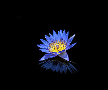 Blue, water lily, reflections, portrait HD wallpaper