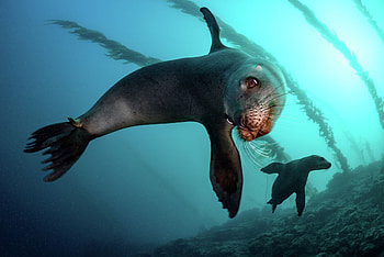 St. Louis Zoo, Sea Lions HD wallpaper