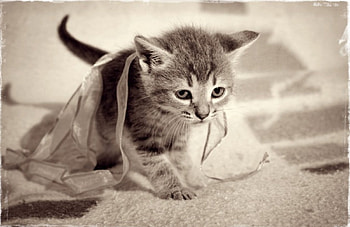Why you want me to look ridiculous?, cats, cat, kitty, animals HD wallpaper
