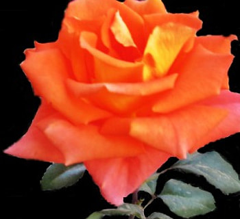 Rose for you, rose, garden, orange, flower HD wallpaper
