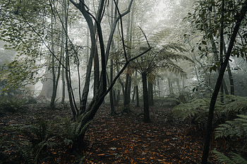 Nature, Trees, Fern, Forest, Fog, Tropics HD wallpaper