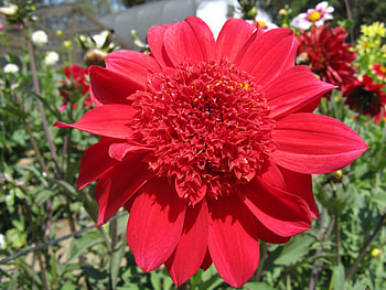 Dahlia, Sun, Light, Red HD wallpaper