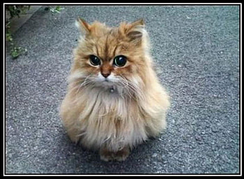 OWL CAT FOR JERRY, jerry, cat, sitting, owl HD wallpaper