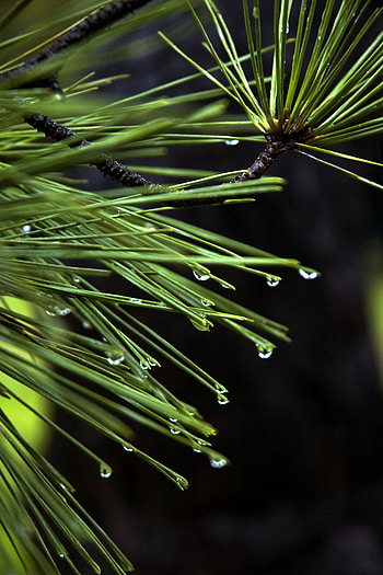 Needles like leafs, drops, plant HD phone wallpaper
