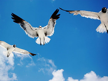 Flying Birds, blue, birds, animals, heaven, clouds, sky, peace HD wallpaper