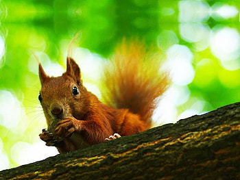 What's Up Doc!, sky, food, squirrel, tree HD wallpaper