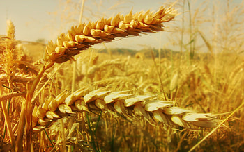 Nature, Grass, Field, Ears, Spikes HD wallpaper