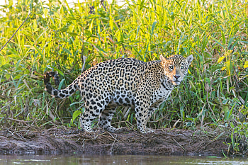 Animals, Grass, Jaguar, Predator, Stroll HD wallpaper