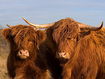Animals, Couple, Pair, Wool, Horns, Bulls HD wallpaper